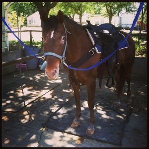 For twenty-five years, Ironwood has been recognized as a premier Sacramento horse boarding and training facility. A trusted and nurturing community, we're dedicated to the support and growth of our riders and their beloved horses.