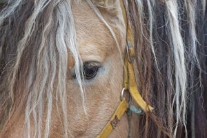 For twenty-five years, Ironwood has been recognized as a premier Sacramento horse boarding and training facility. A trusted and nurturing community, we're dedicated to the support and growth of our riders and their beloved horses.