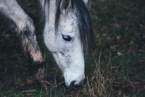 For twenty-five years, Ironwood has been recognized as a premier Sacramento horse boarding and training facility. A trusted and nurturing community, we're dedicated to the support and growth of our riders and their beloved horses.