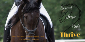 For twenty-five years, Ironwood has been recognized as a premier Sacramento horse boarding and training facility. A trusted and nurturing community, we're dedicated to the support and growth of our riders and their beloved horses.